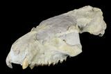 Oreodont (Merycoidodon) Partial Skull - Wyoming #113029-1
